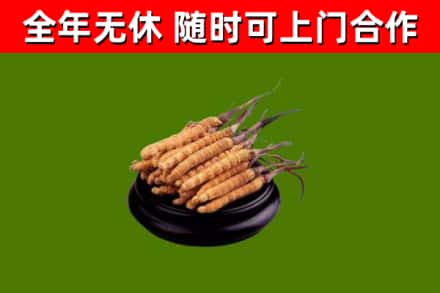 无锡烟酒回收冬虫夏草.jpg